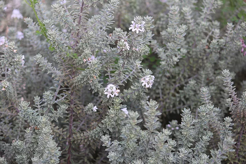 Westringia fruticosa 'Smokey'