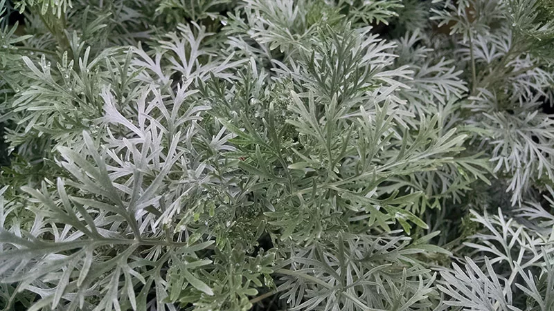 Wormwood – Artemisia 'Powis Castle'