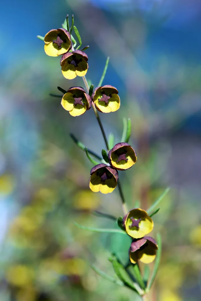 Boronias – Boronia megastigma