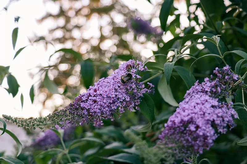 Purple flowering Butterfly Bush – Buddleja davidii