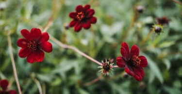 Chocolate Cosmos – Cosmos atrosanguineus