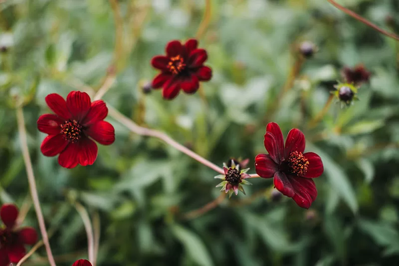 Chocolate Cosmos – Cosmos atrosanguineus