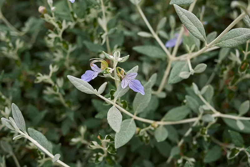 Teucrium fruticans – Shrubby Germander