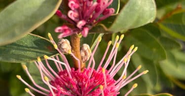 Hakea ‘Burrendong Beauty’