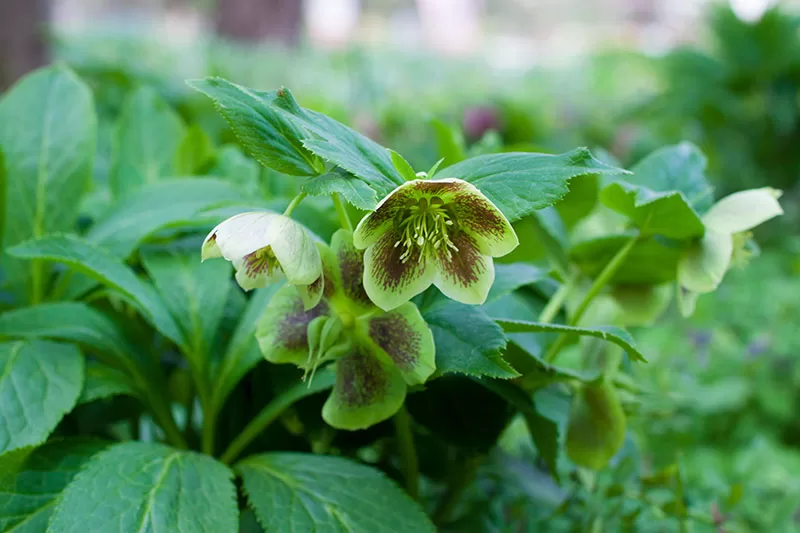 Green and burgundy flowering Hellebore / Winter Rose