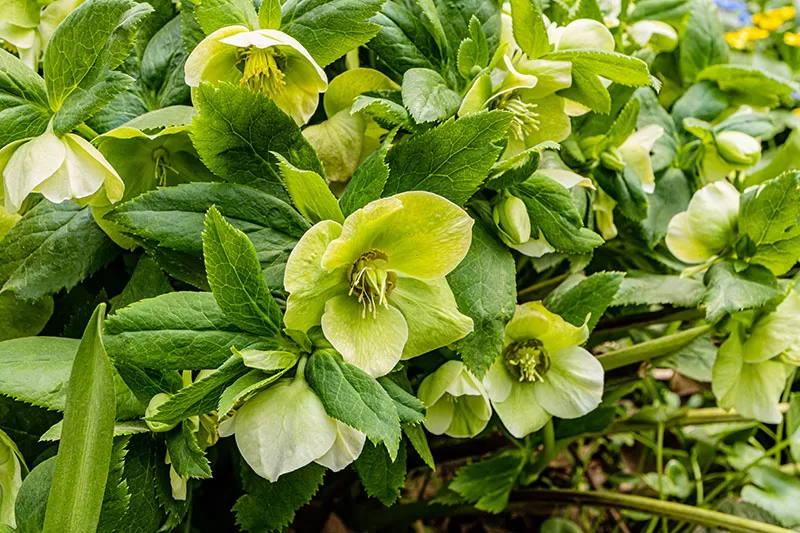 Green flowering Hellebore / Winter Rose