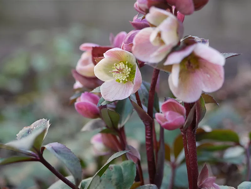 Pale pink flowering Hellebore / Winter Rose