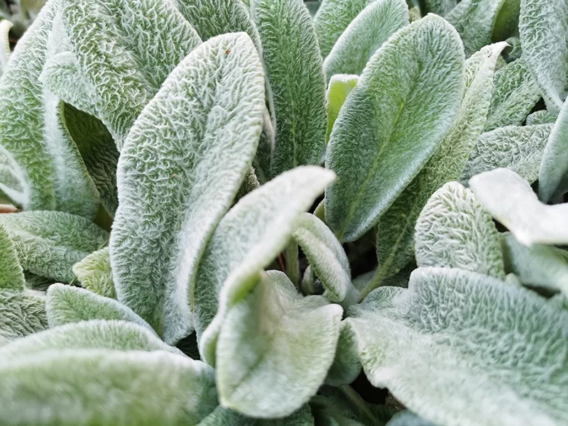 Lamb’s Ear – Stachys byzantina