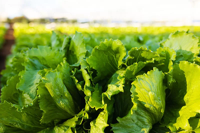 Lettuce plants grown in Winter