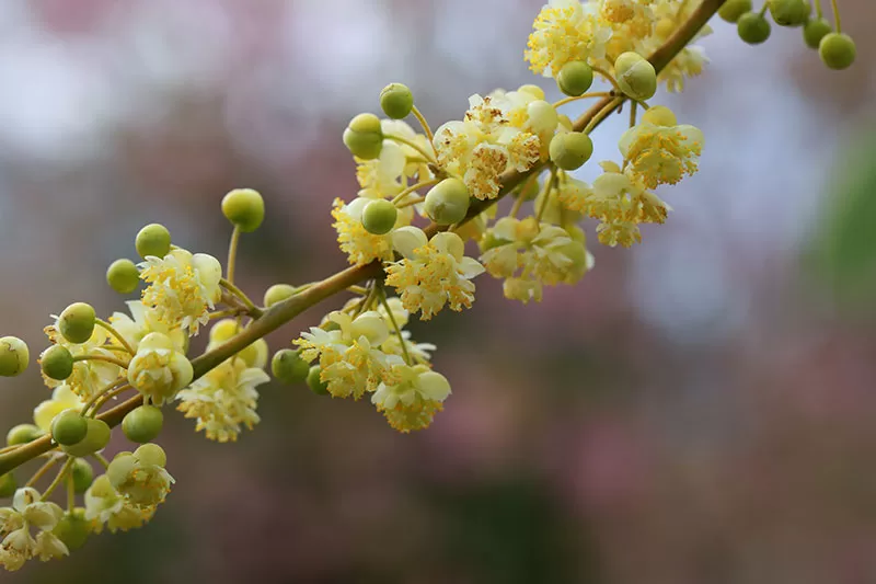 May Chang – Litsea cubeba