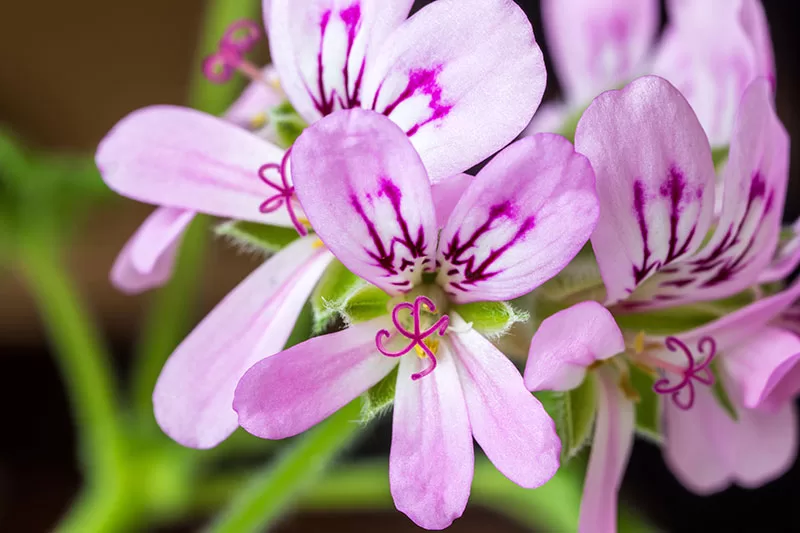 Pelargonium spp. - Scented Geraniums