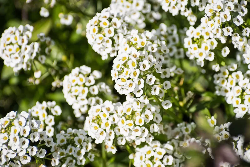 Sweet Alyssum – Lobularia maritima