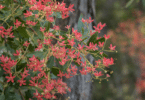 Ceratopetalum gummiferum - NSW Christmas Bush