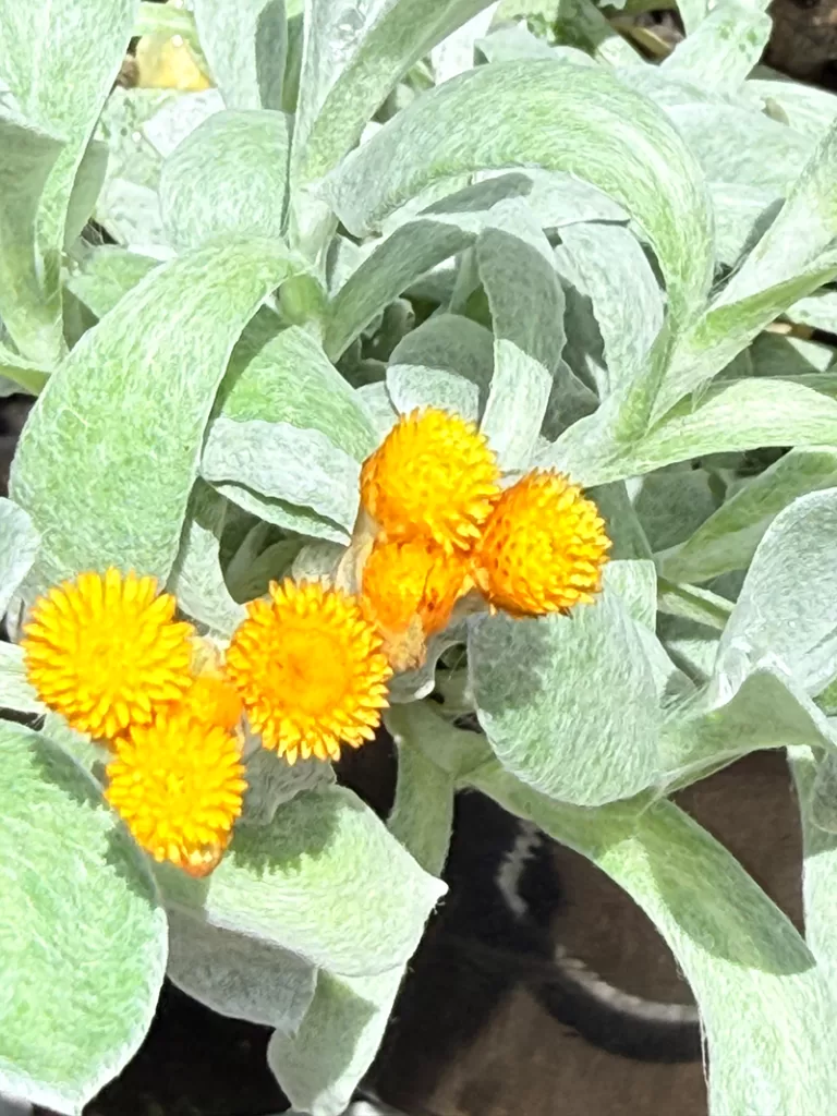 Chrysocephalum apiculatum – Everlasting Daisy