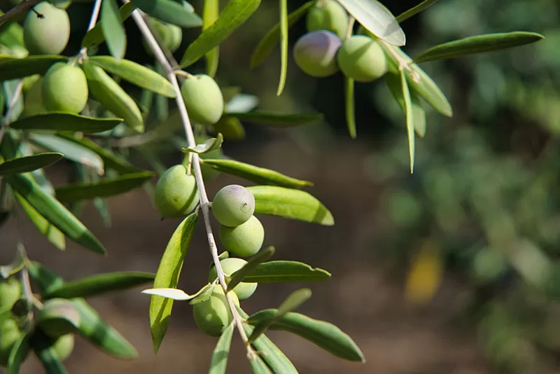 Olive Tree – Olea europaea