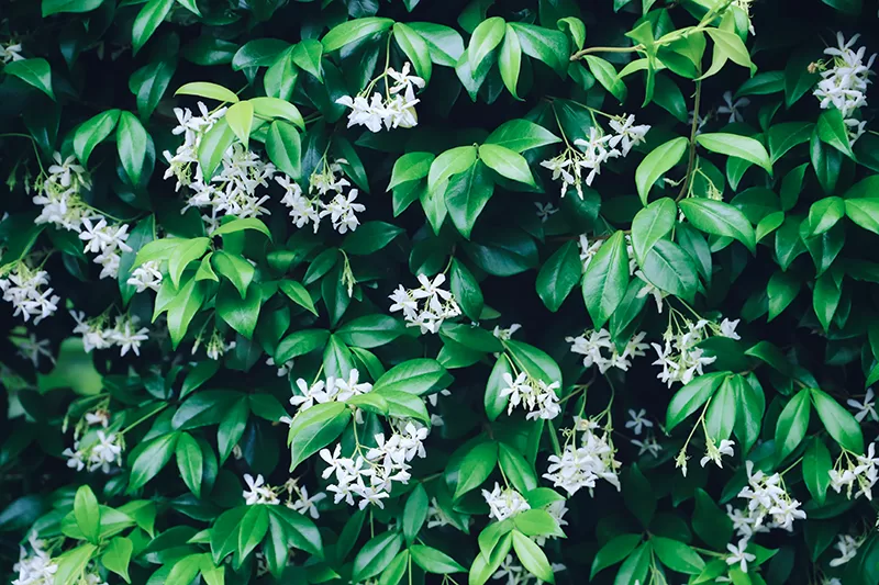 Star Jasmine – Trachelospermum jasminoides