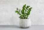 Zanzibar Gem - Zamioculcas Zamiifolia