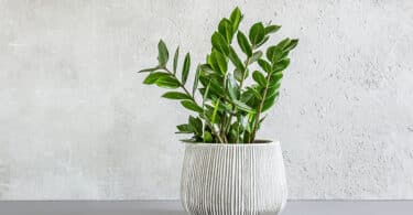 Zanzibar Gem - Zamioculcas Zamiifolia