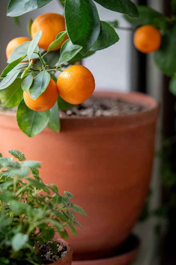 Dwarf Orange tree in pot