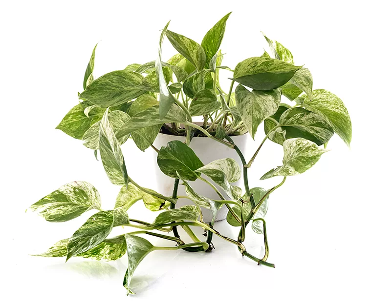 Devil’s Ivy / Pothos – Epipremnum aureum