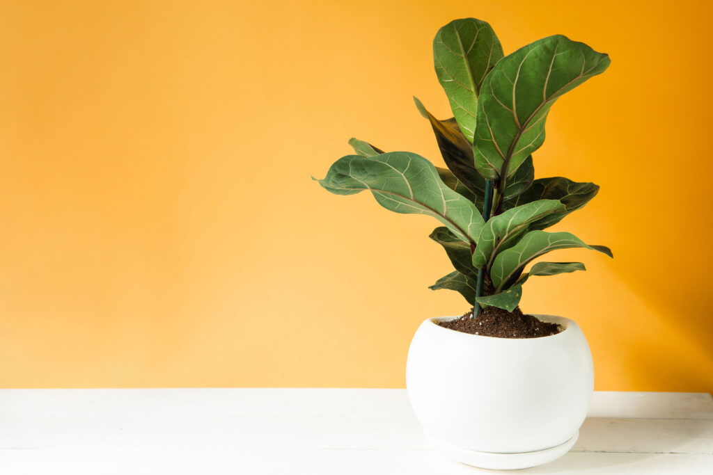 Fiddle Leaf Fig – Ficus lyrata