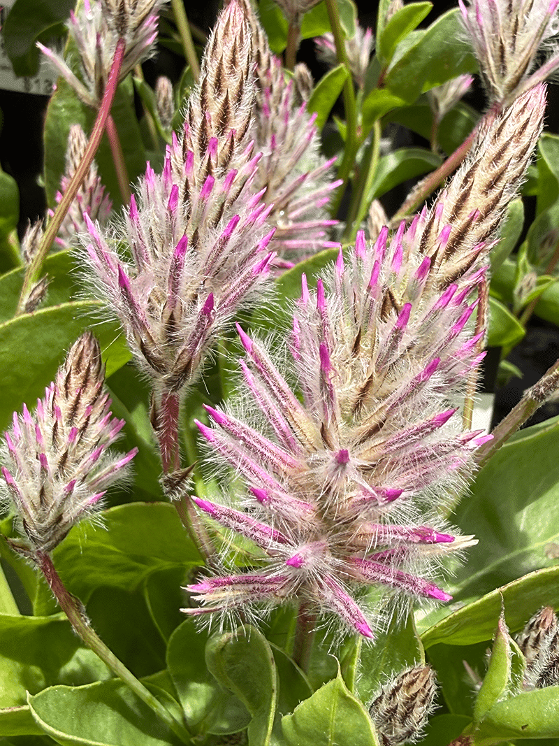Ptilotus exaltatus 'Joey'  Mulla Mulla - The Curious Gardener