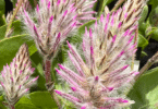 Ptilotus exaltatus ‘Joey’ – Mulla Mulla