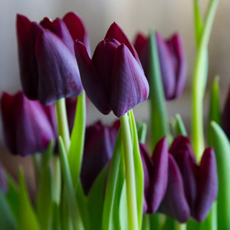 Burgundy Tulip flowerrs