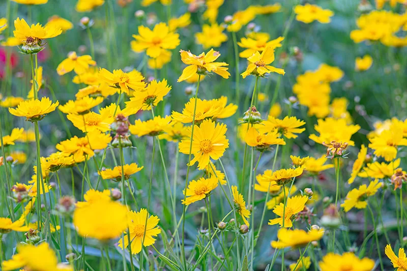 A field of yellow Coreopsis flowers