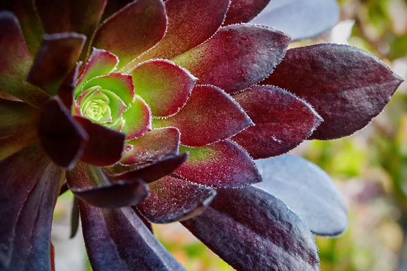 Aeonium sp.