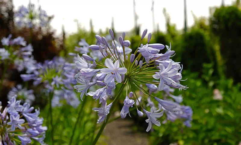 Agapanthus