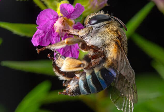 Australian Blue Banded Bee on pink flower