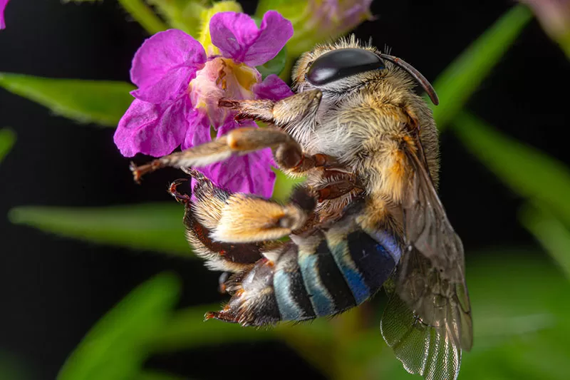 Australian Blue Banded Bee on pink flower