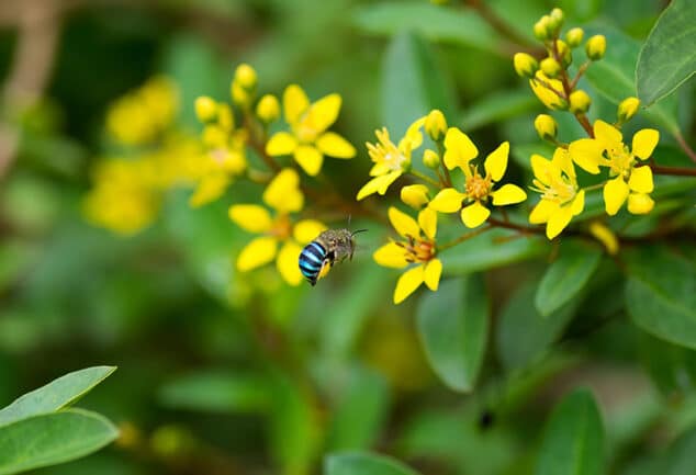 Australian Blue Banded Bee on yellow flowers