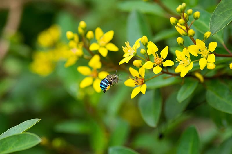 How to Attract Bees to Your Garden (And Keep Them Coming Back) - The ...