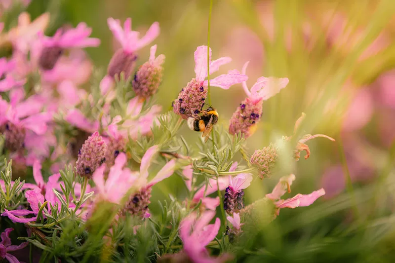Bees on pink Lavender flowers