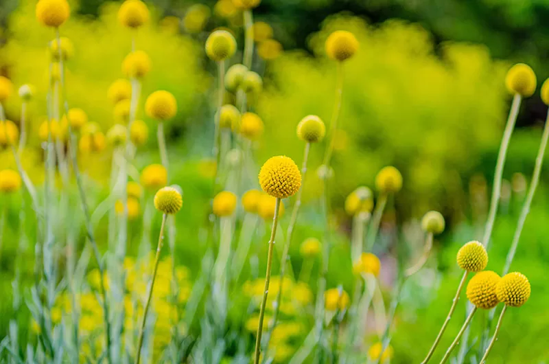 Billy Buttons – Pycnosorus globosus