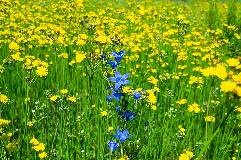Blue Bells – Wahlenbergia stricta amongst Dandelion flowers