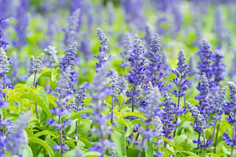 Blue flowering Salvia