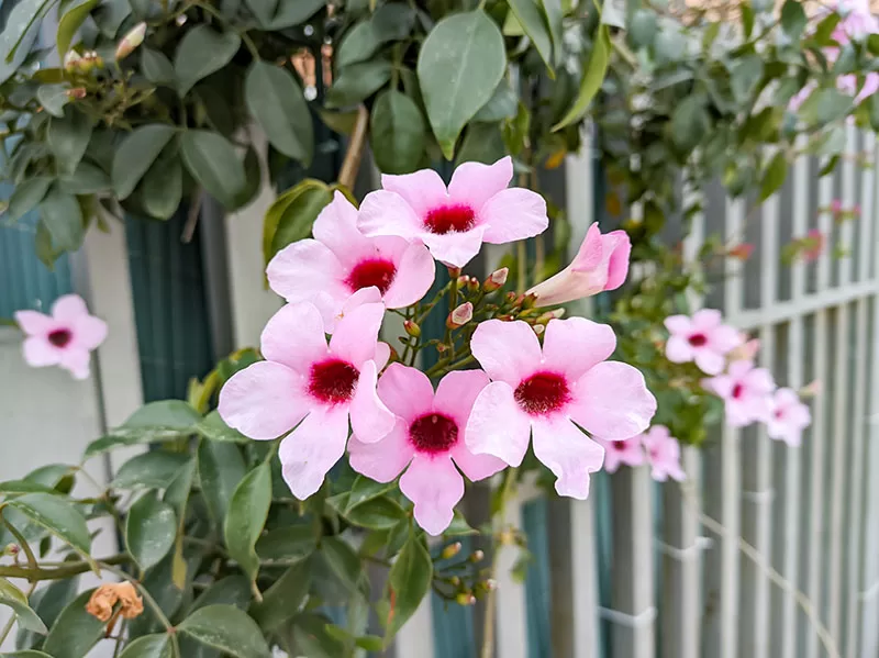 Bower Vine – Pandorea jasminoides
