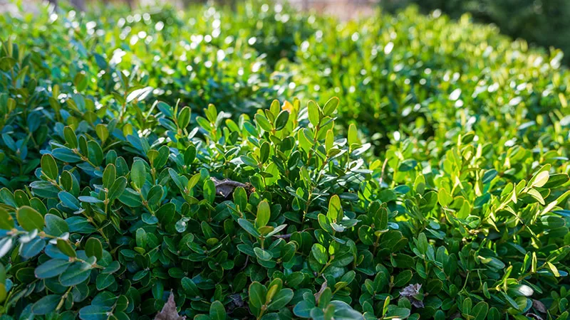 Buxus microphylla - Japanese Box
