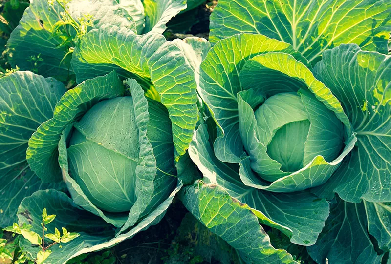 Cabbage growing in vegetable garden
