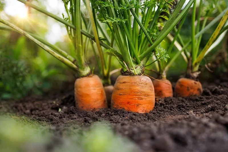 Carrots in a vegetable garden