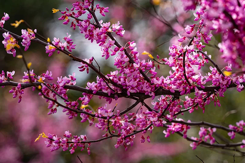 Cercis sp.
