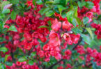 Chaenomeles sp.
