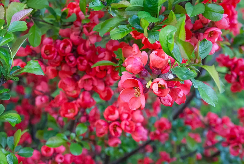 Chaenomeles sp.