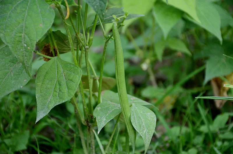 Climbing French beans