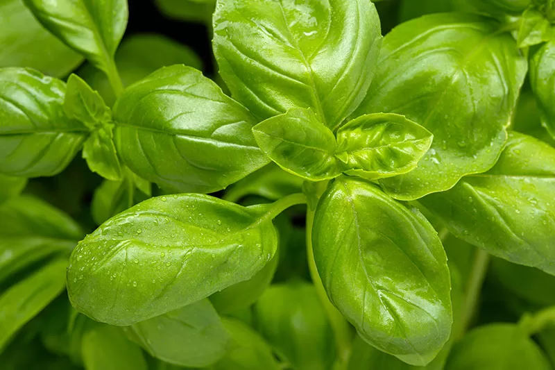 Close up of Basil leaves