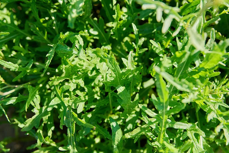 Close up of Rocket growing in a vegetable garden