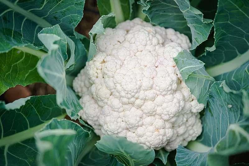 Close up of a head of Cauliflower